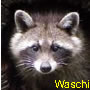 Waschi
