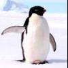 Pinguju